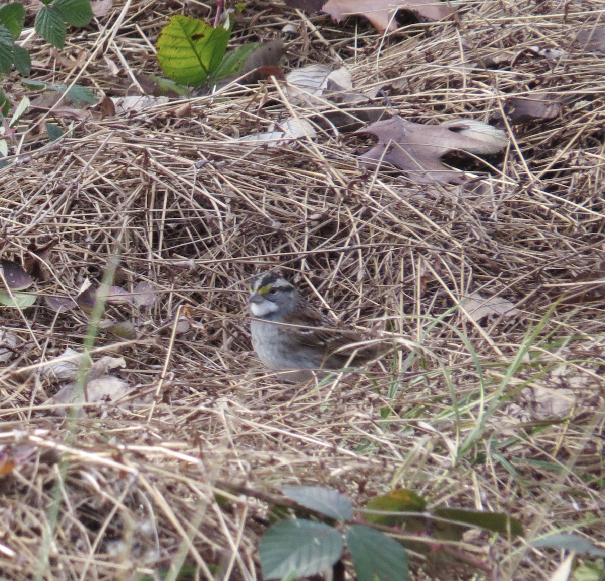 White-throated Sparrow - ML612885820