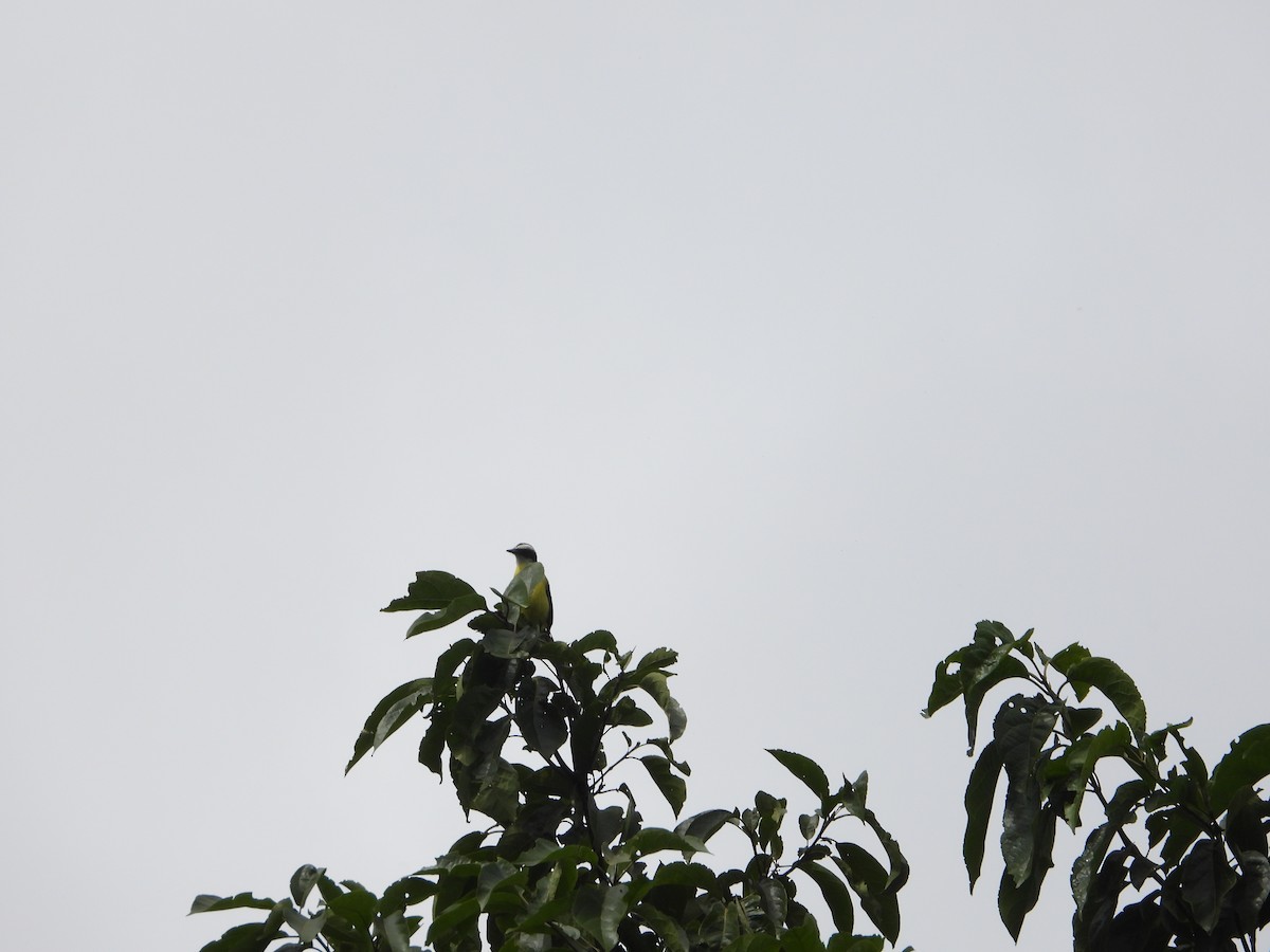 White-ringed Flycatcher - Mary Trombley