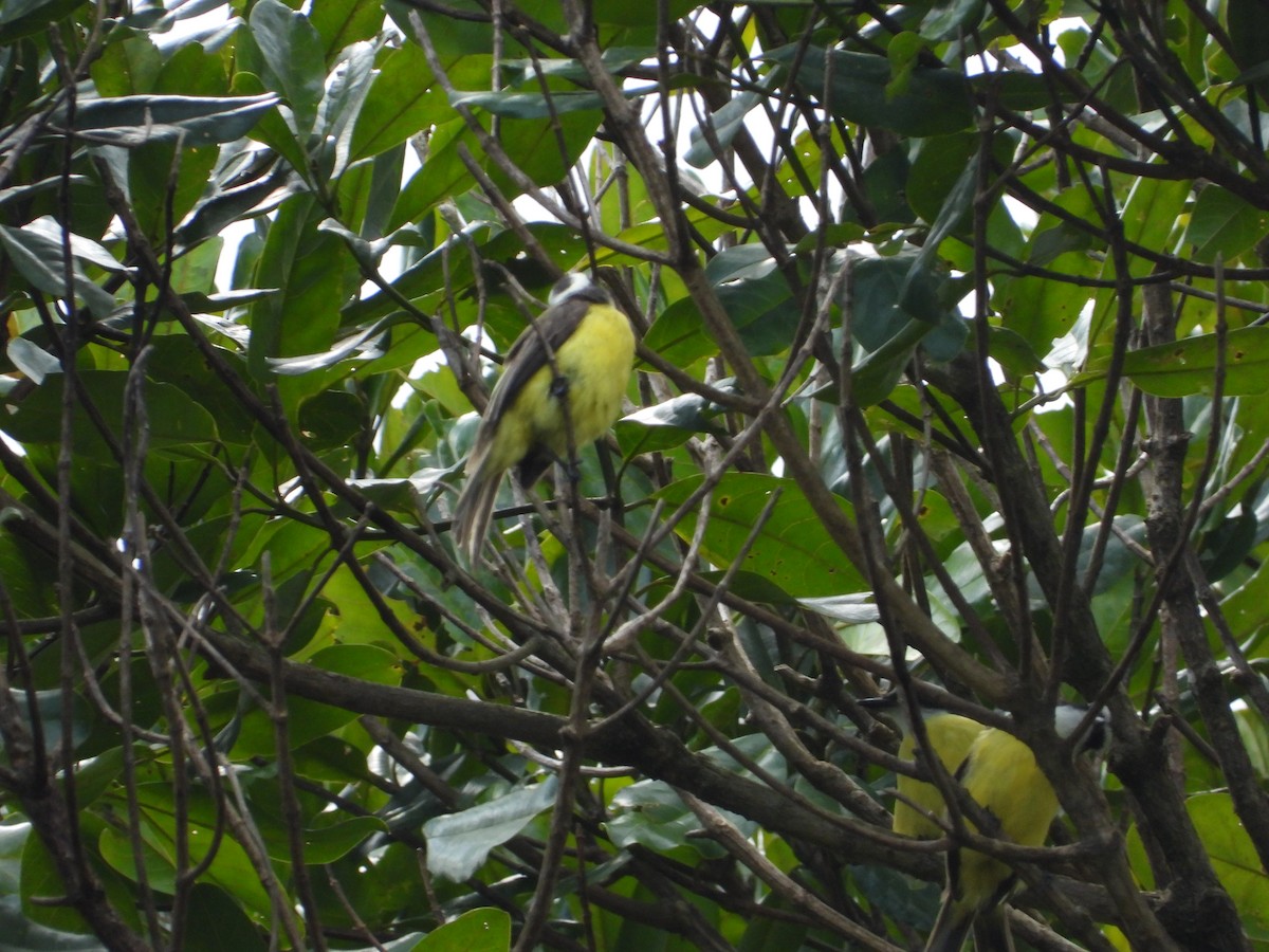 White-ringed Flycatcher - Mary Trombley