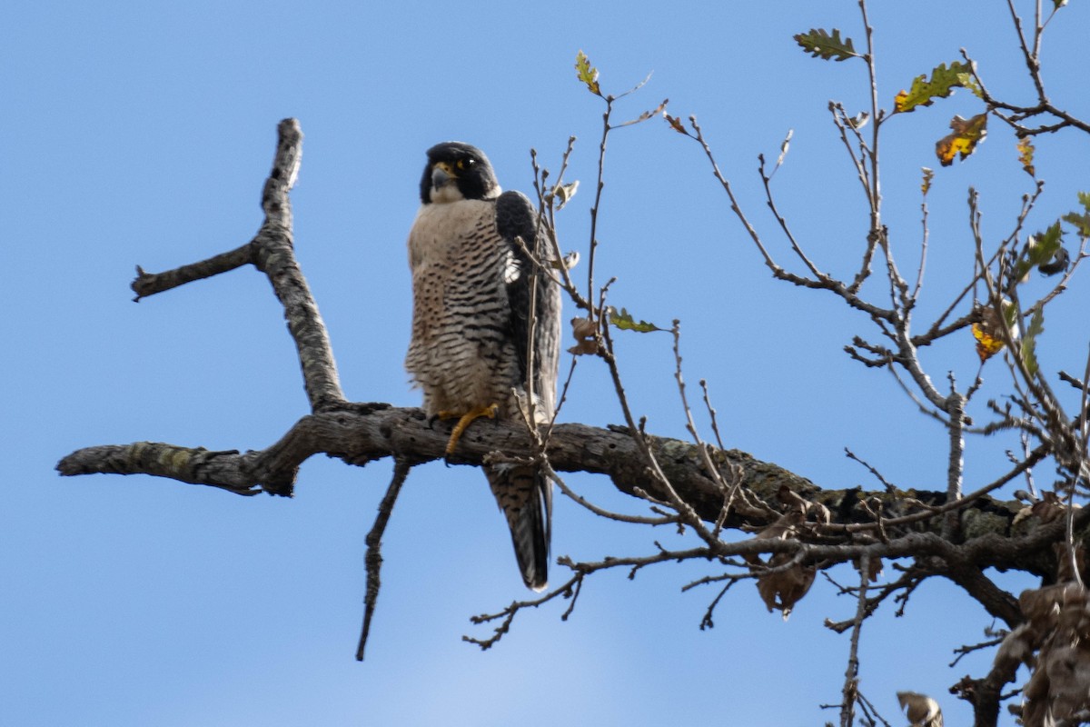 Peregrine Falcon - Ken Bock