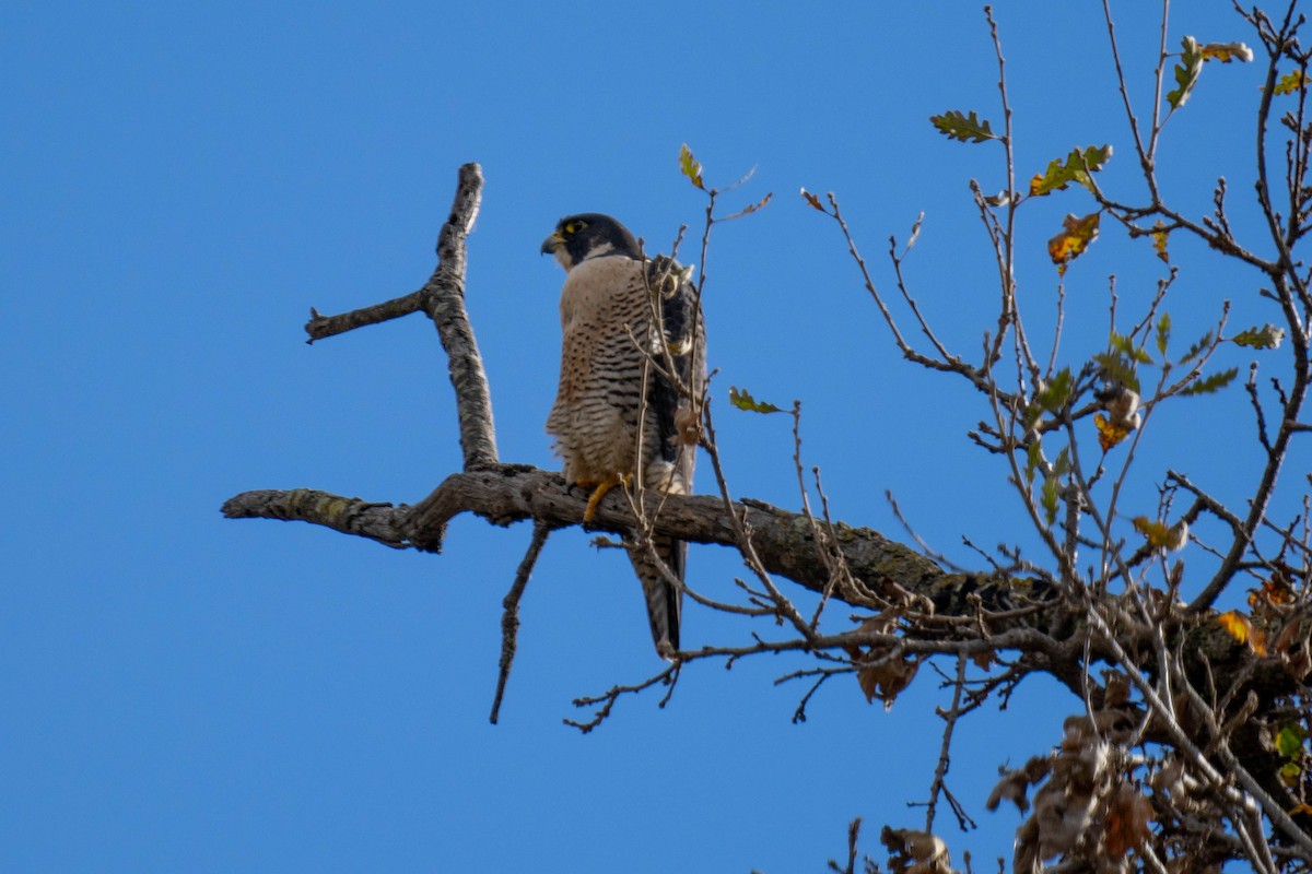 Halcón Peregrino - ML612885907