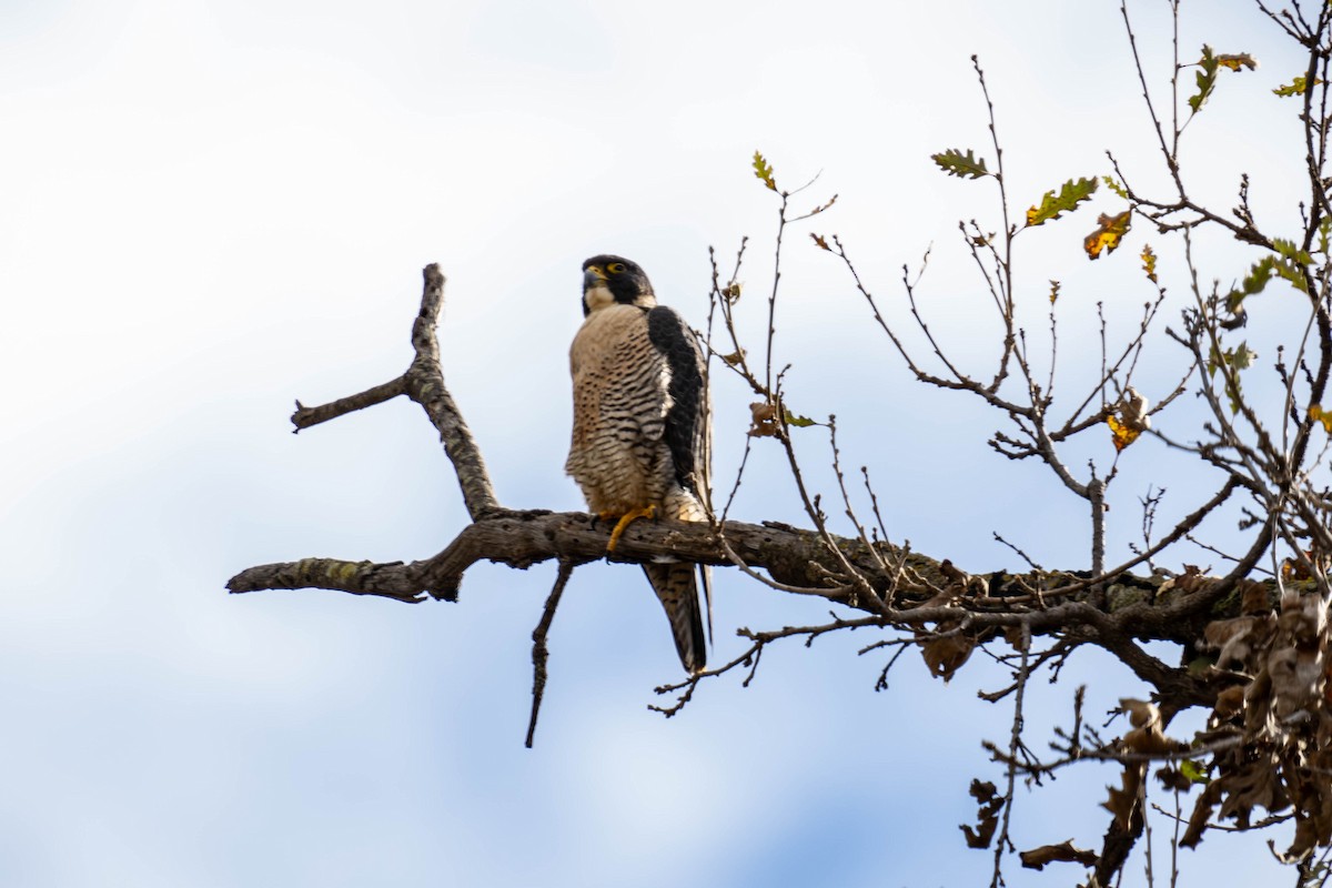 Peregrine Falcon - ML612885908