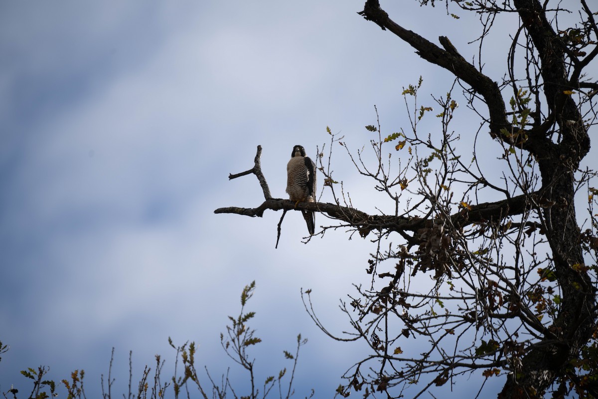 Peregrine Falcon - Ken Bock