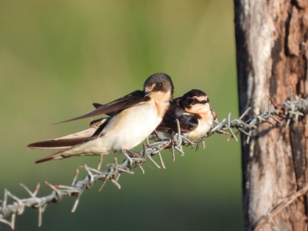 Barn Swallow - ML612885982