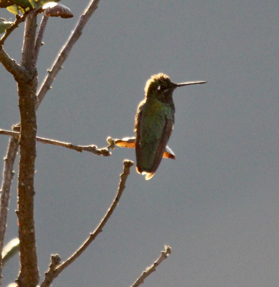 Rivoli's Hummingbird - Keith Breen