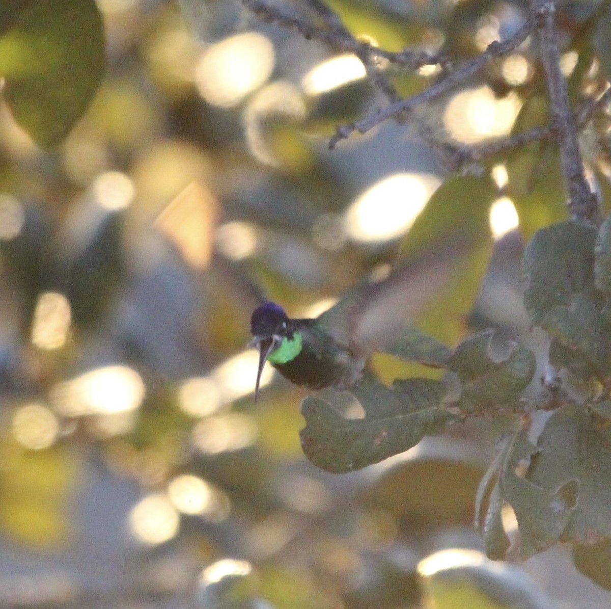 Rivoli's Hummingbird - Keith Breen