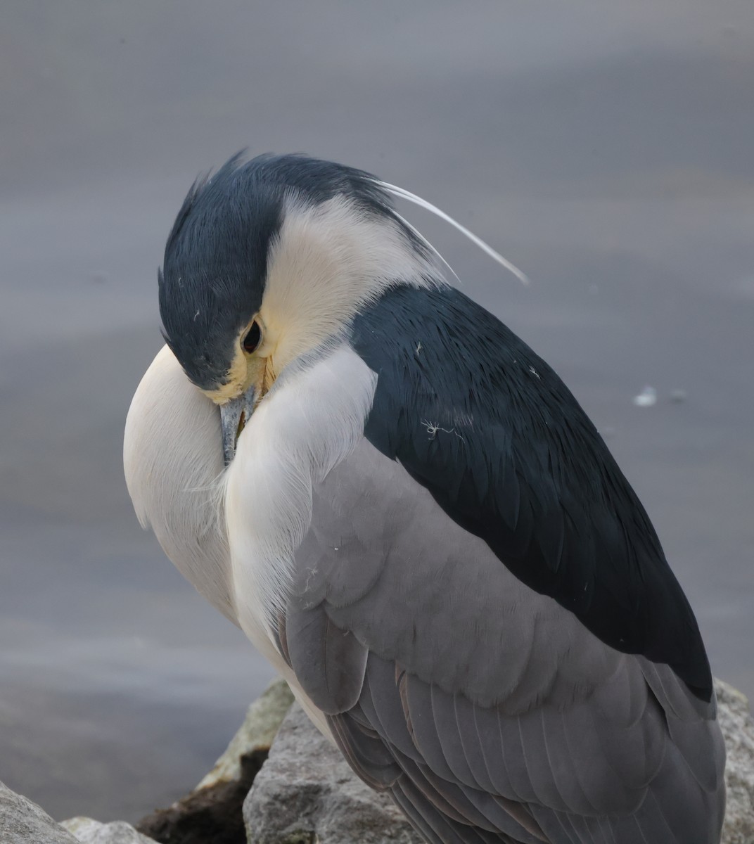 Black-crowned Night Heron - ML612886027