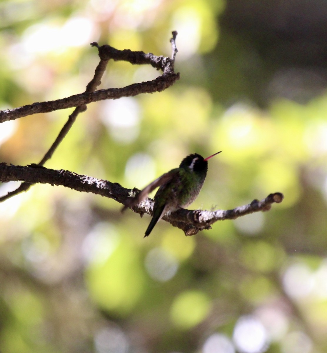 White-eared Hummingbird - ML612886062