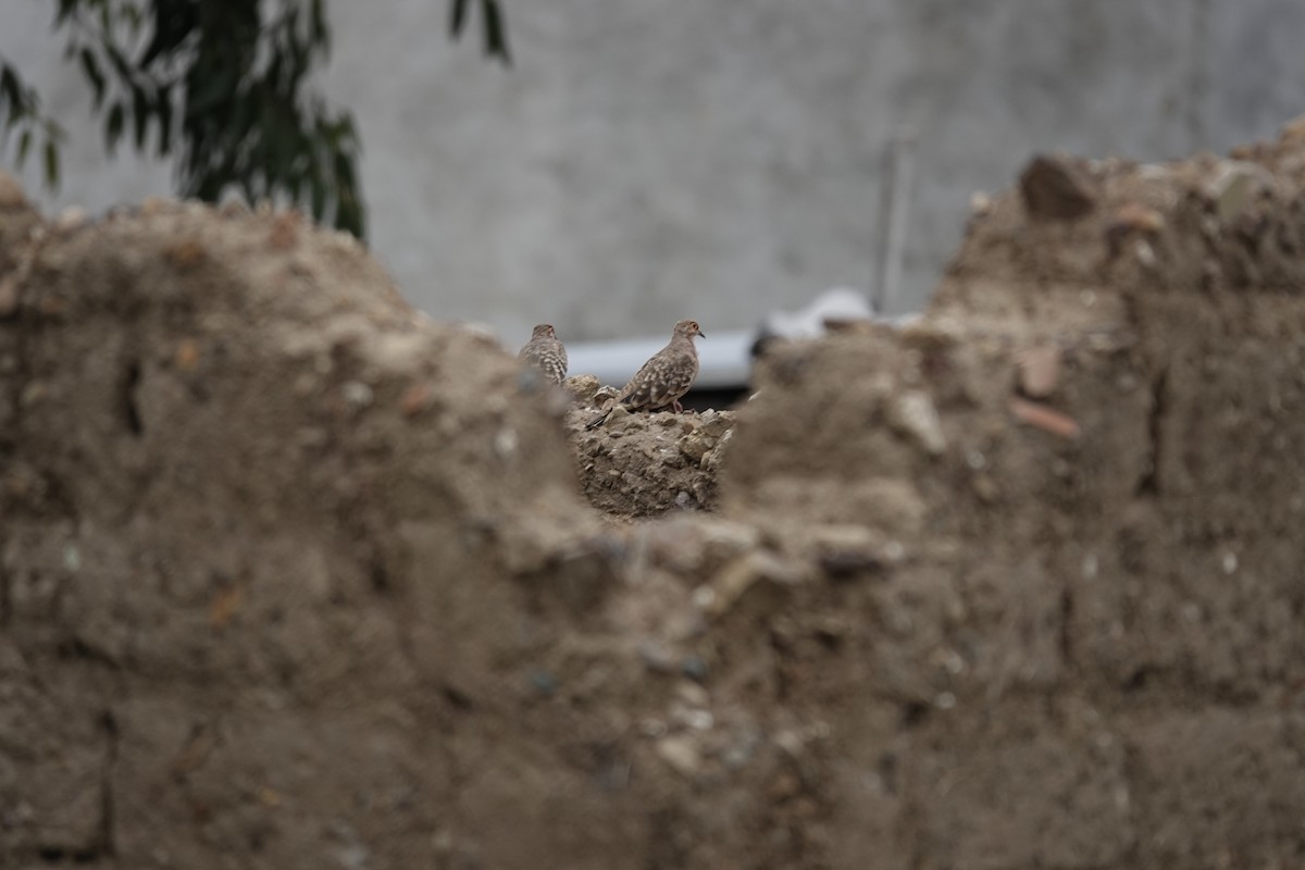 Bare-faced Ground Dove - ML612886095