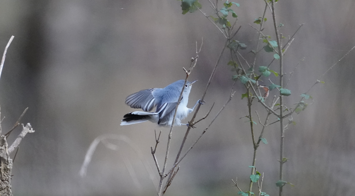 Blue-gray Gnatcatcher - ML612886188