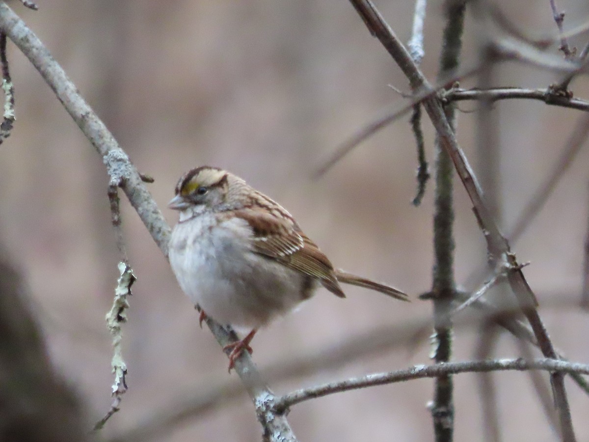 White-throated Sparrow - ML612886194