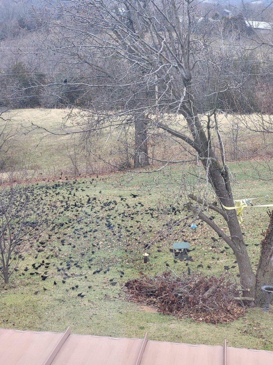 Brown-headed Cowbird - ML612886208