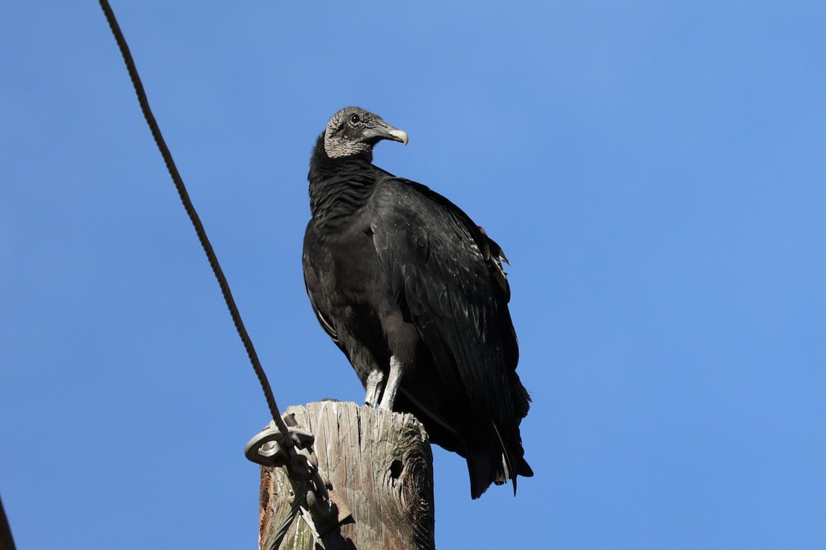 Black Vulture - ML612886248