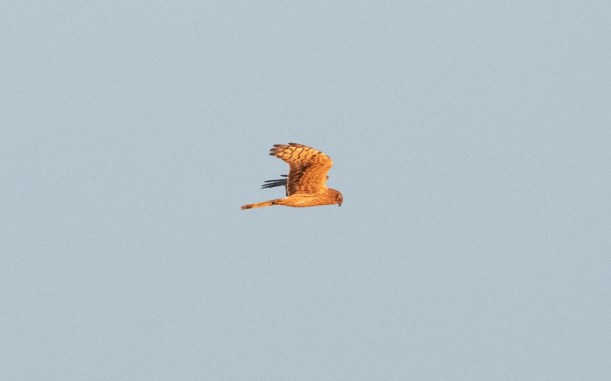 Montagu's Harrier - ML612886254