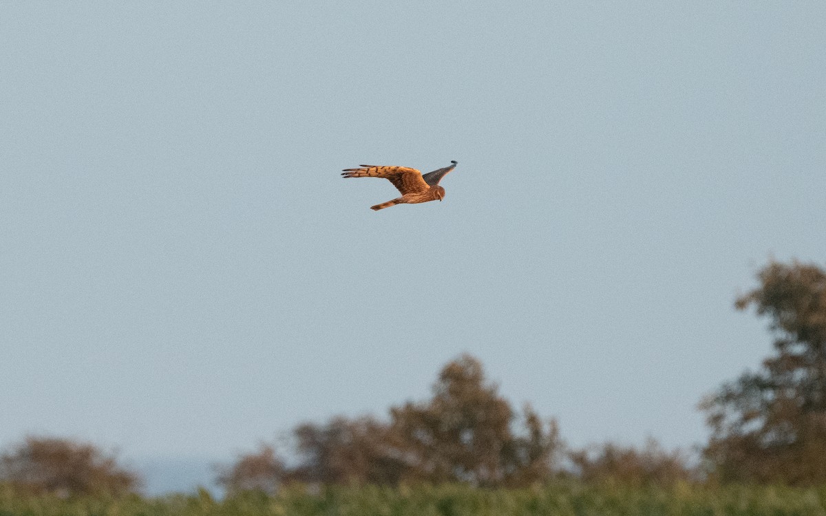Montagu's Harrier - ML612886255