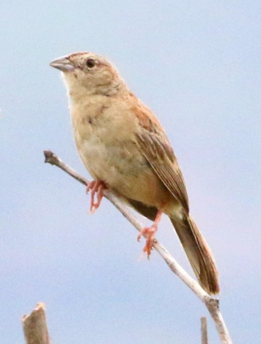 Cassin's Sparrow - ML612886256