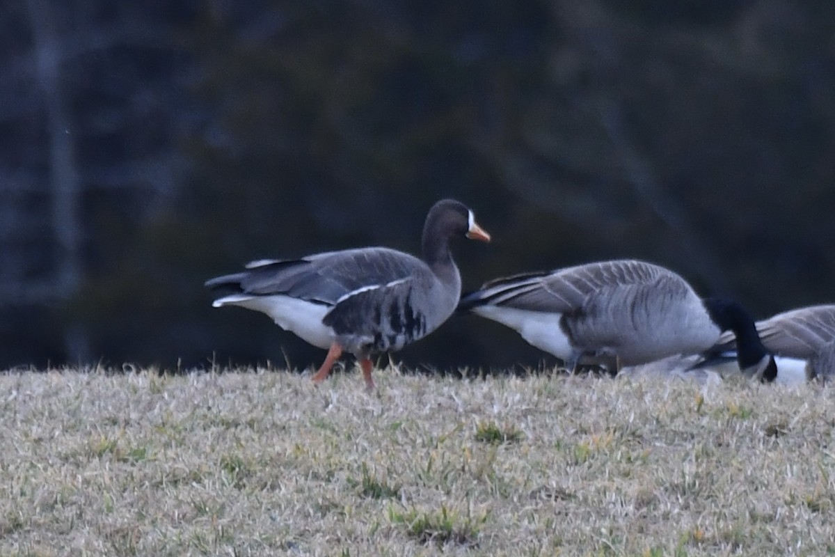 Greater White-fronted Goose - ML612886300