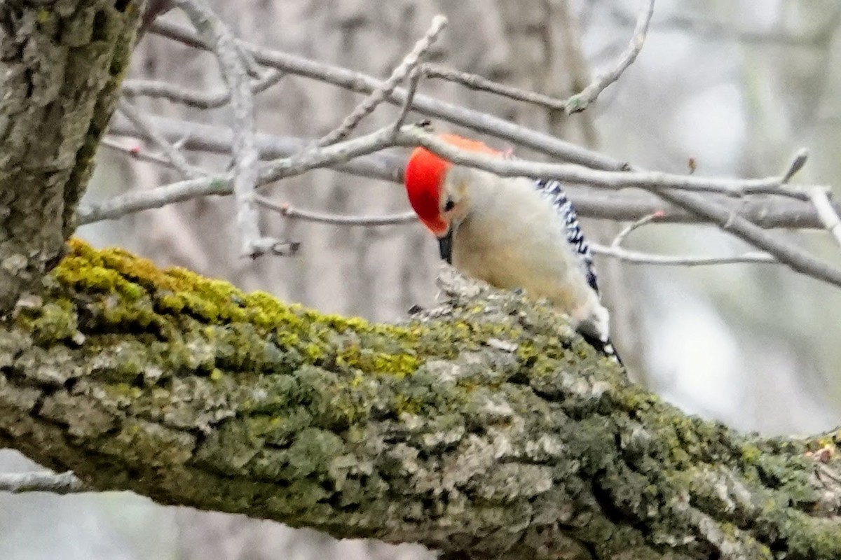 Red-bellied Woodpecker - ML612886362