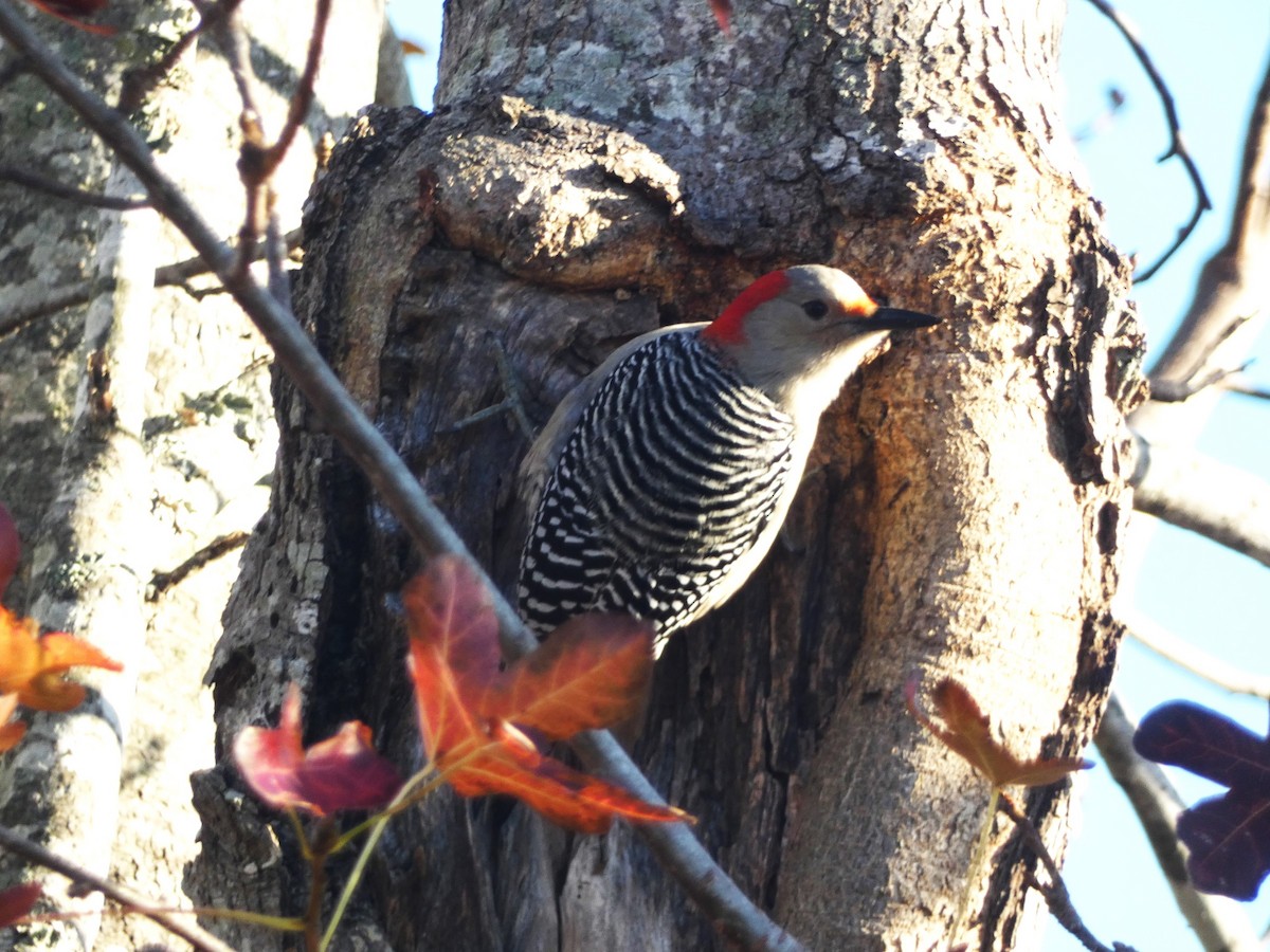 Red-bellied Woodpecker - Paul King