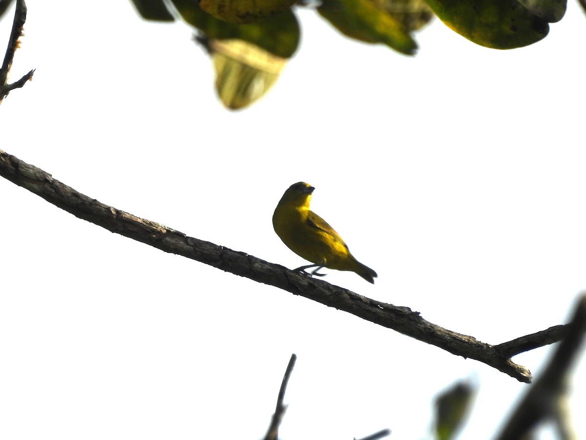 Yellow-crowned Euphonia - ML612886466