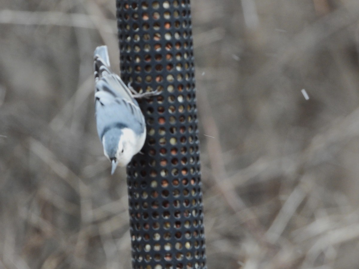 White-breasted Nuthatch - ML612886502