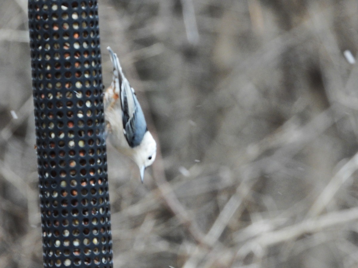 White-breasted Nuthatch - ML612886503