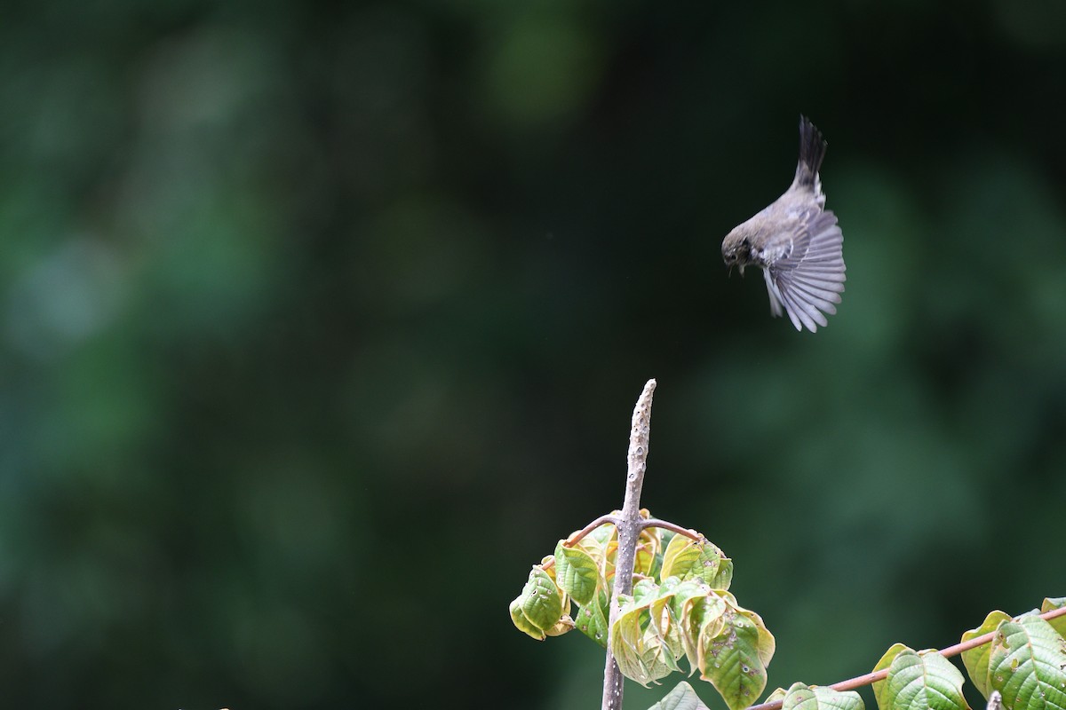 Blue-black Grassquit - ML612886535