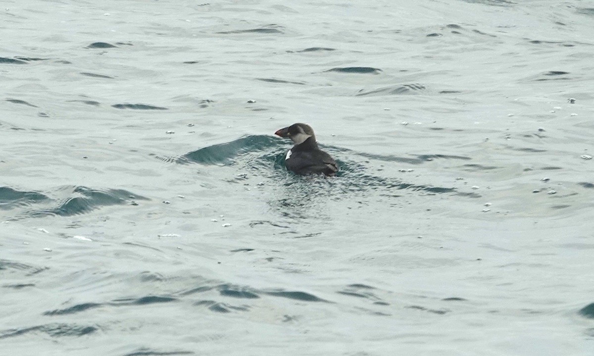 Atlantic Puffin - ML612886552