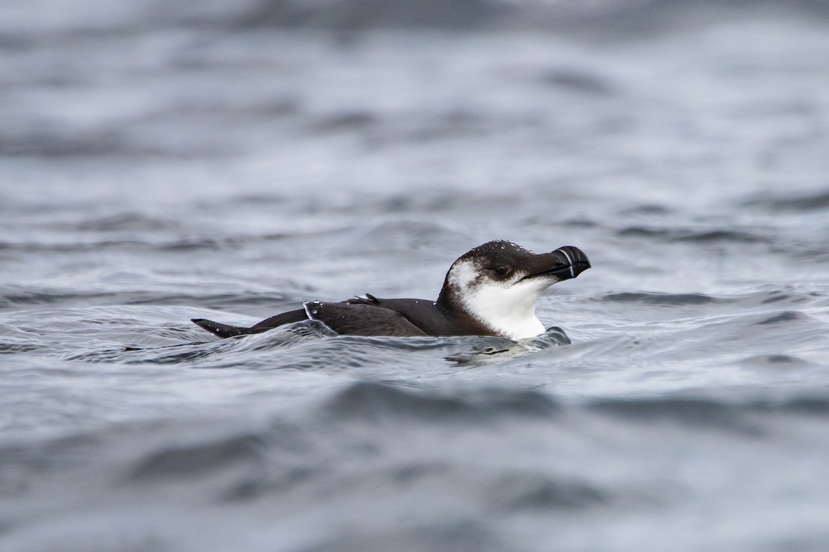 Razorbill - ML612886572