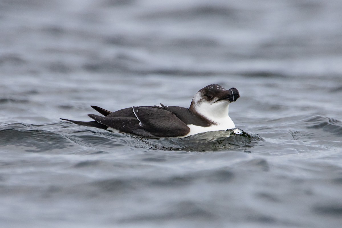 Razorbill - ML612886586