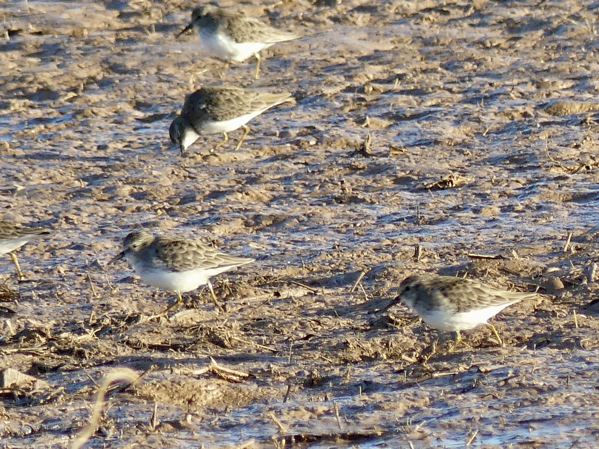 Least Sandpiper - ML612886593