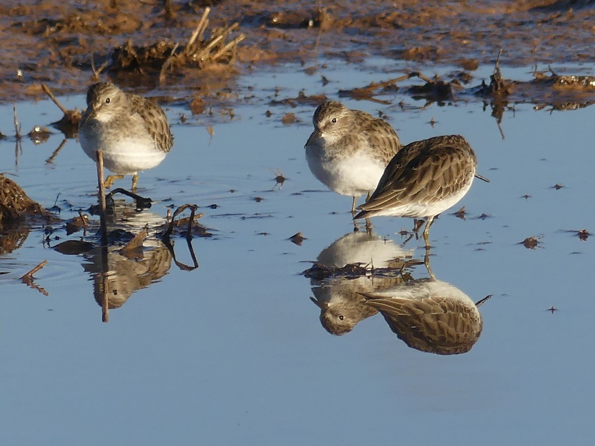 Least Sandpiper - ML612886594