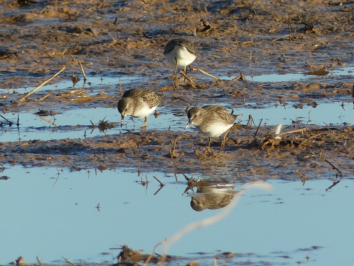 Least Sandpiper - ML612886595