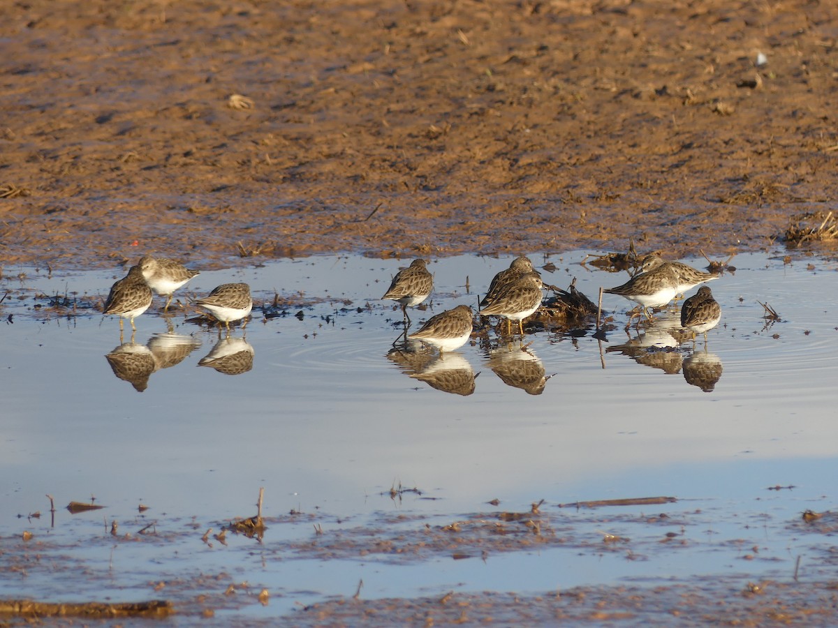 Least Sandpiper - ML612886599
