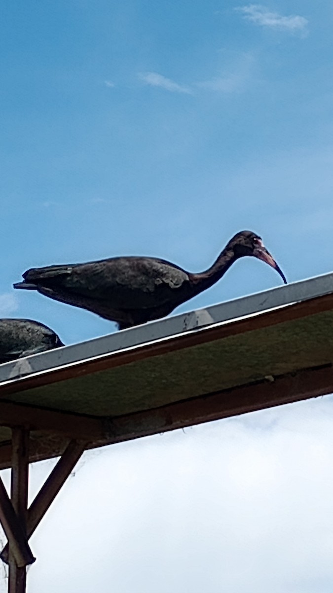 Bare-faced Ibis - ML612886610