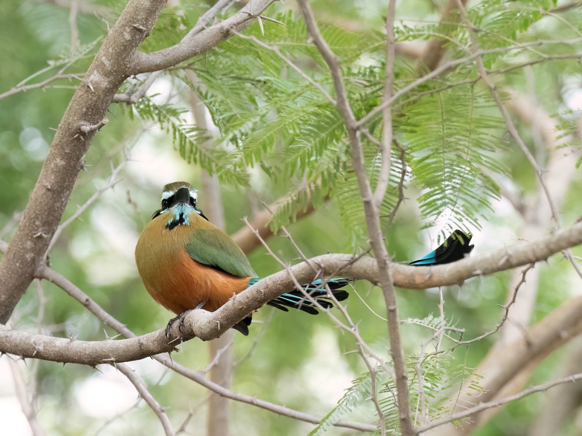 Motmot à sourcils bleus - ML612886623