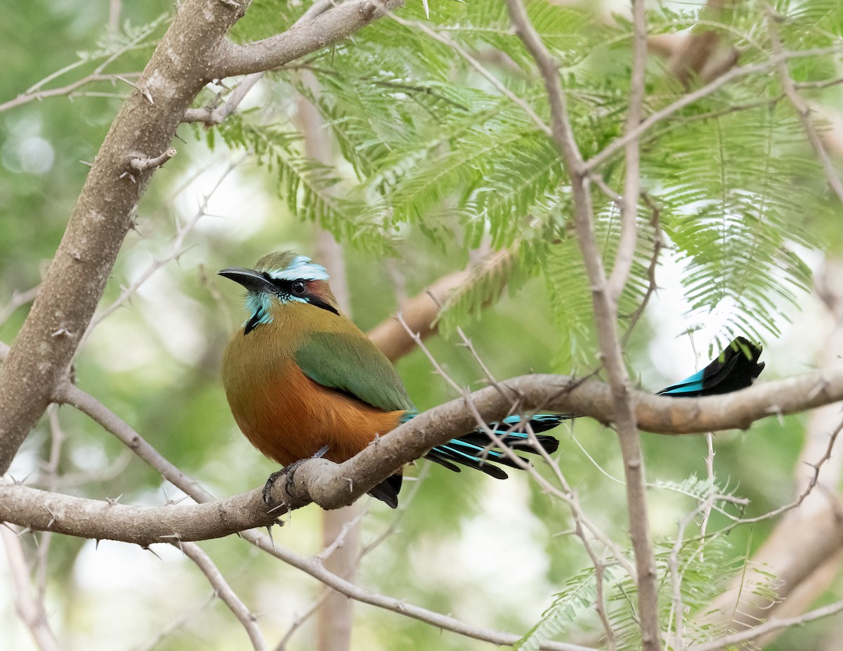 Motmot à sourcils bleus - ML612886624