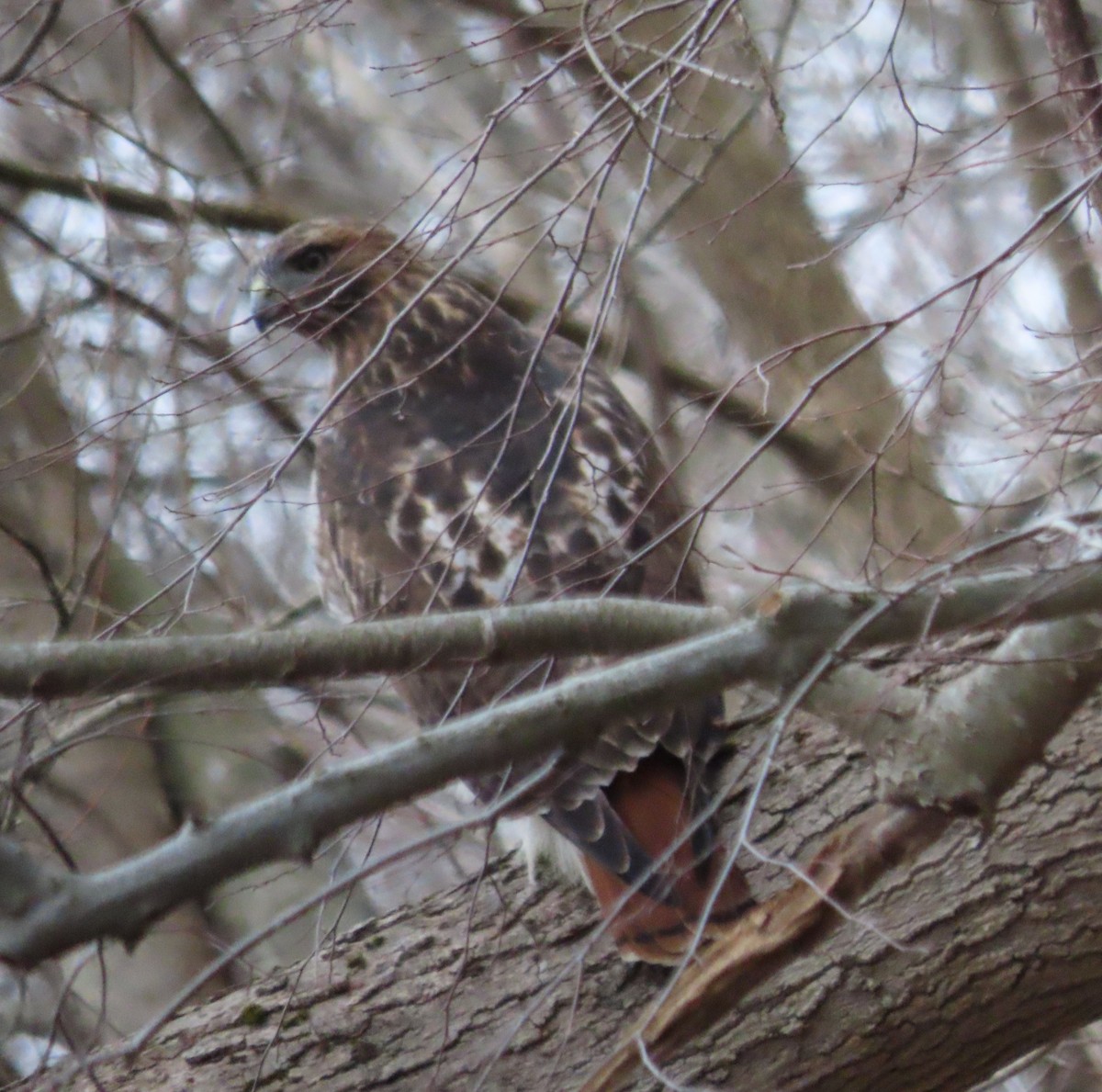 Red-tailed Hawk - ML612886654