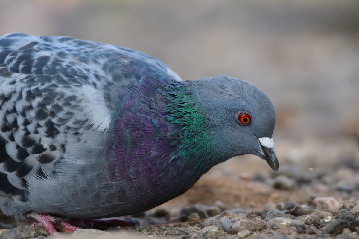 Rock Pigeon (Feral Pigeon) - ML612886717