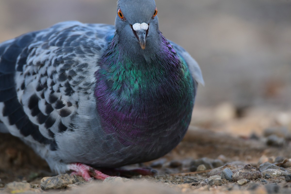 Rock Pigeon (Feral Pigeon) - ML612886718