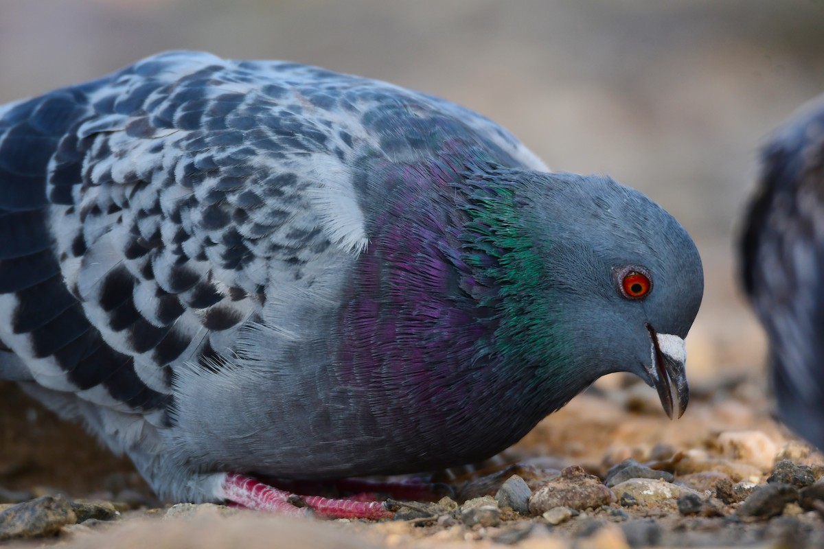 Rock Pigeon (Feral Pigeon) - ML612886720