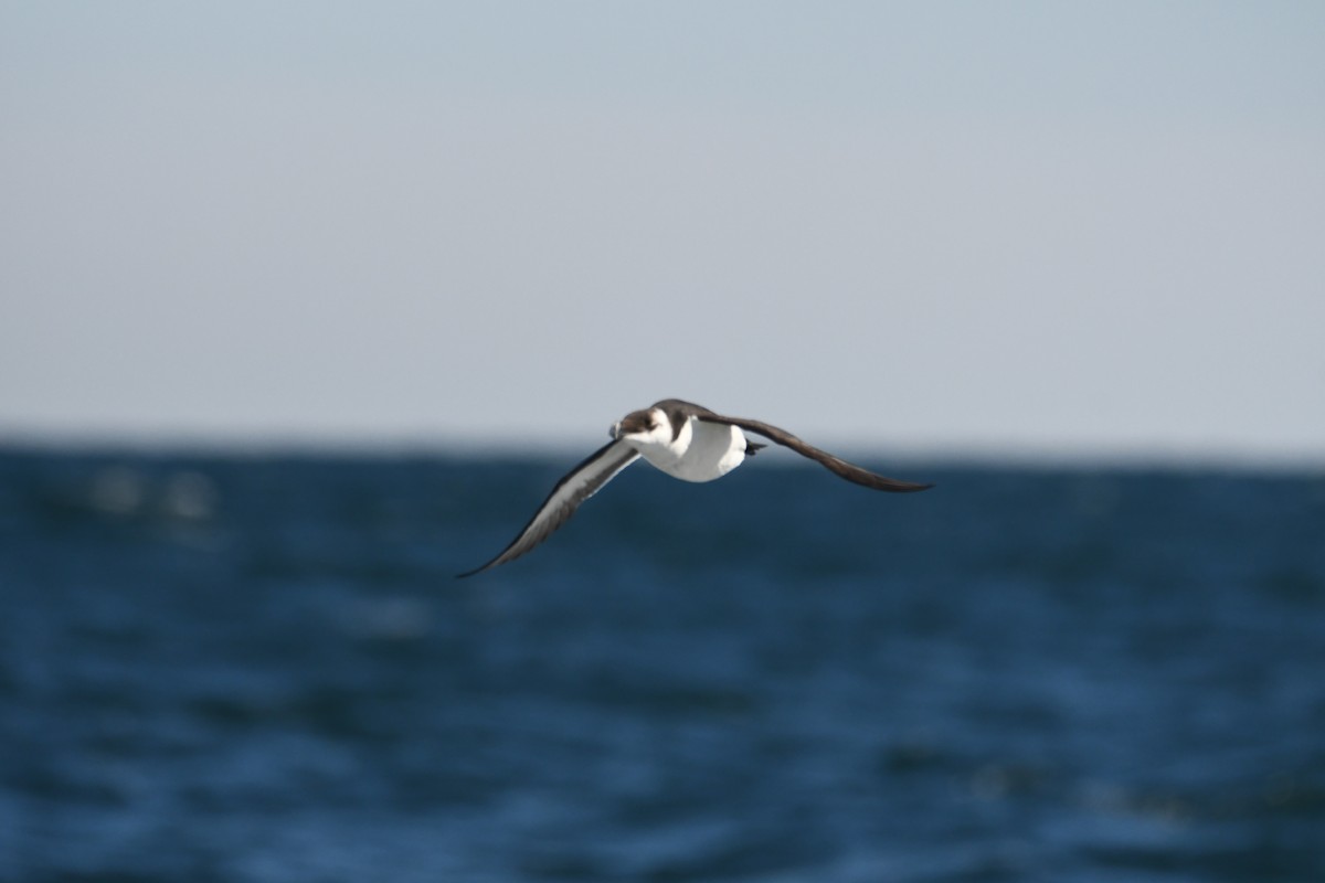 Razorbill - ML612886775