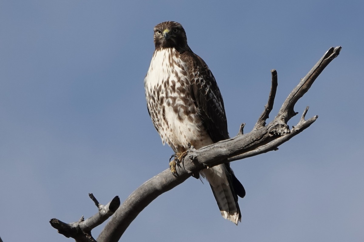 Red-tailed Hawk - ML612886857