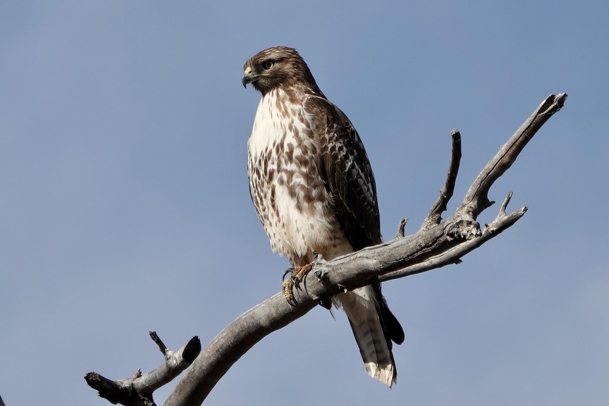 Red-tailed Hawk - ML612886866