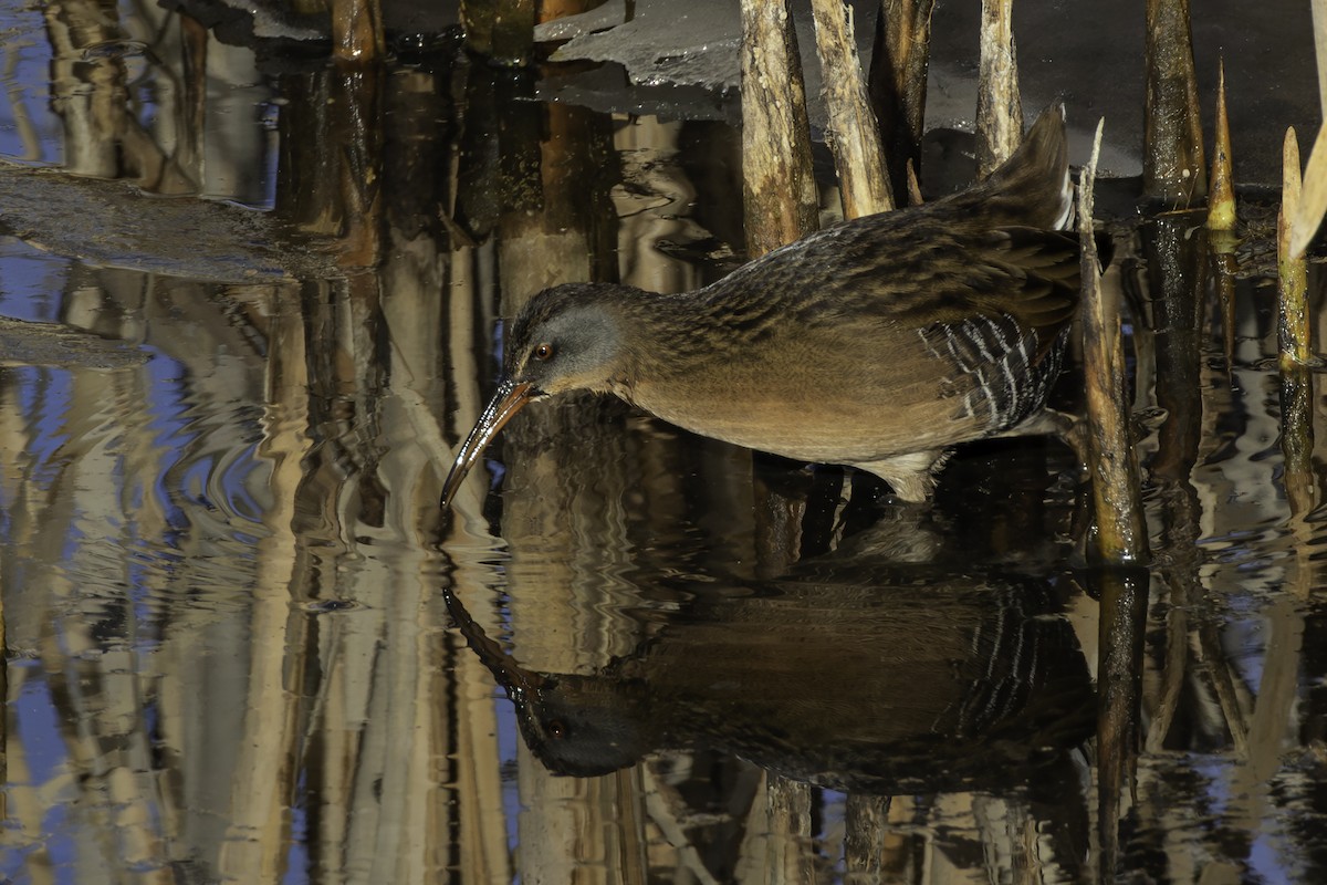 Virginia Rail - ML612887060