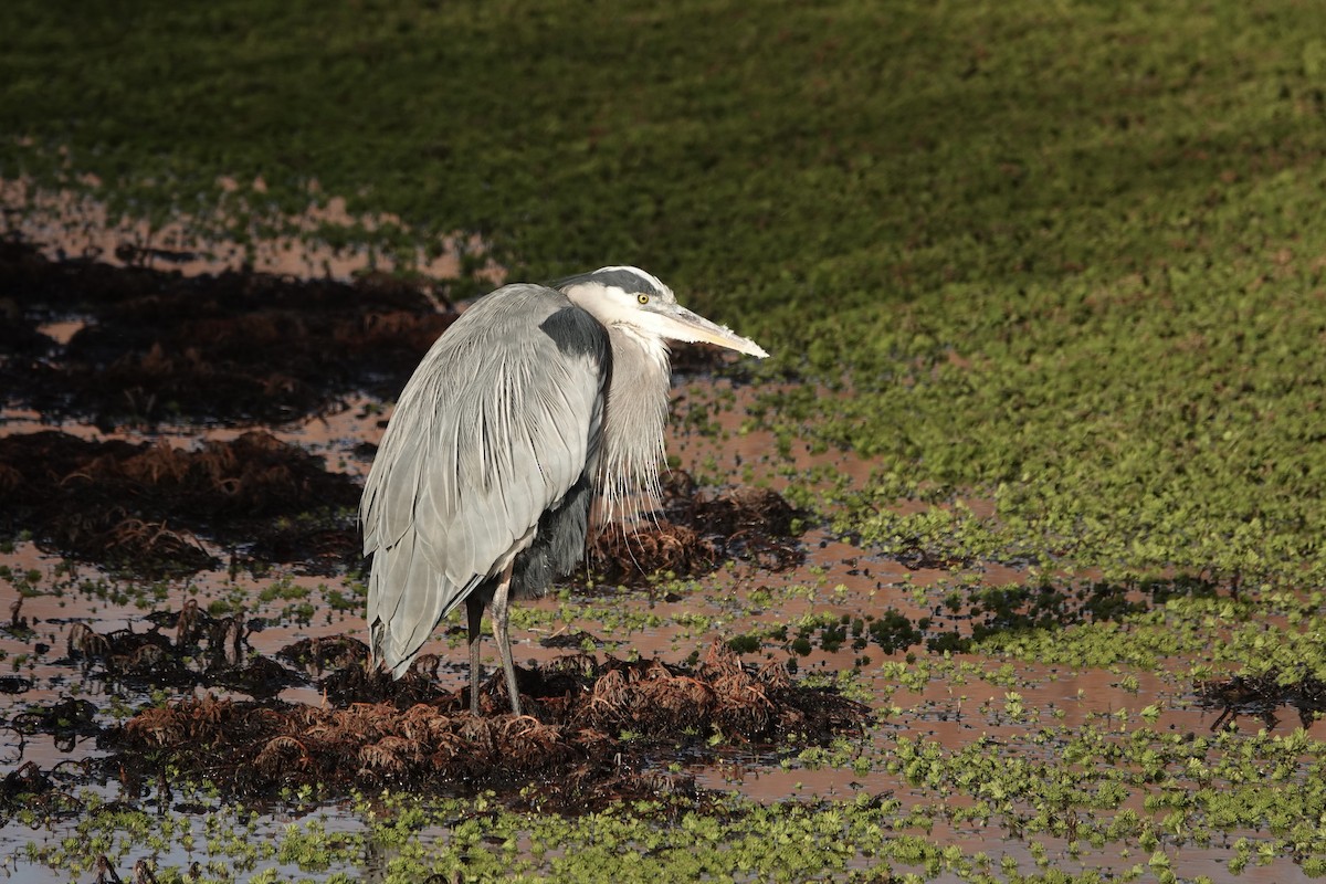 Great Blue Heron - Sara Griffith