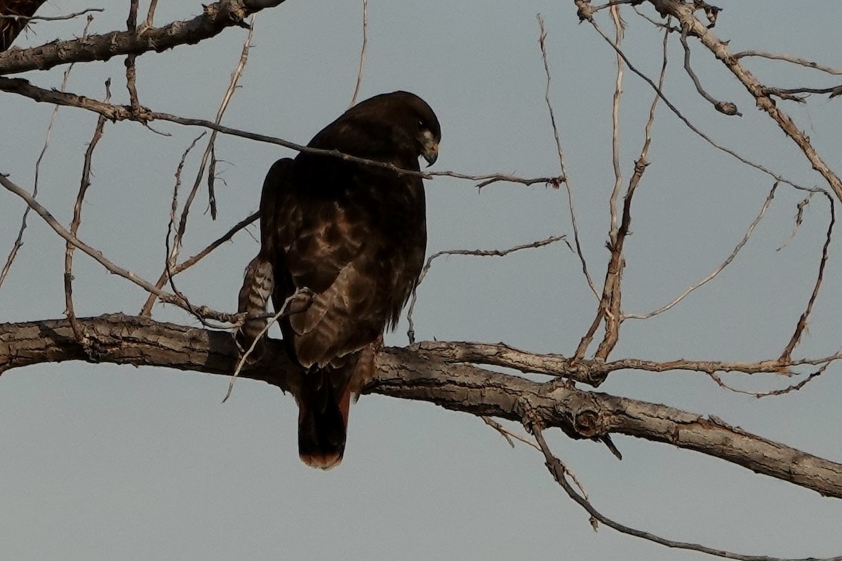 Red-tailed Hawk - ML612887090
