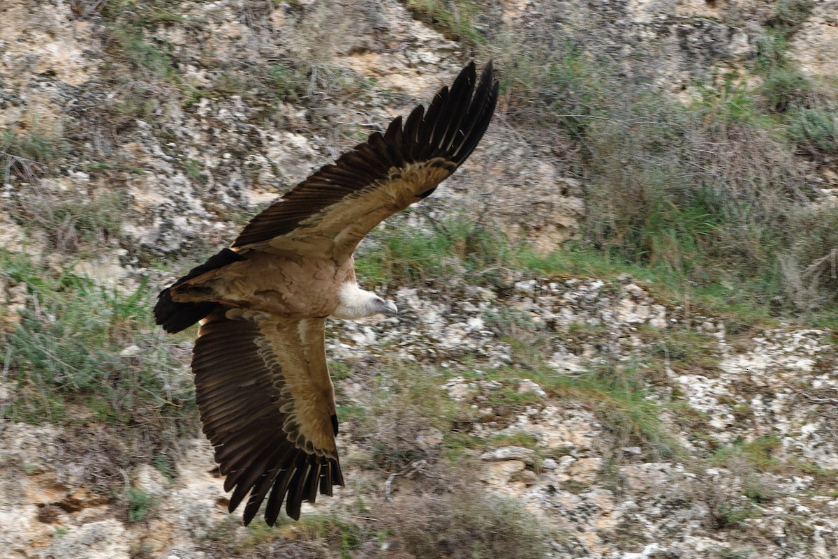 Eurasian Griffon - ML612887091