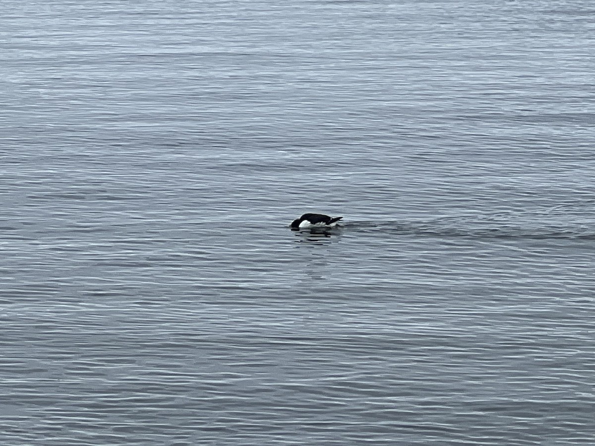 Thick-billed Murre - ML612887109