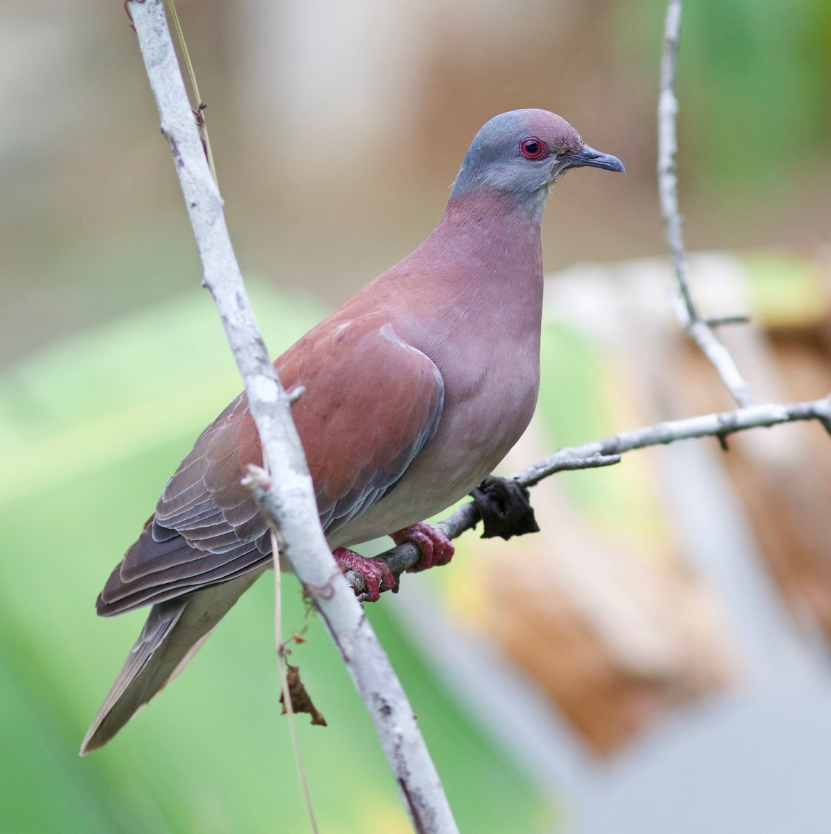 Pale-vented Pigeon - ML61288711